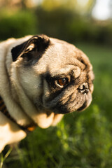 Close up side profile portrait of a pug dog's face in soft warm sunlight. © Olga