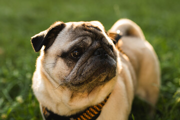 Close up side profile portrait of a fawn pug dog standing on green grass. © Olga