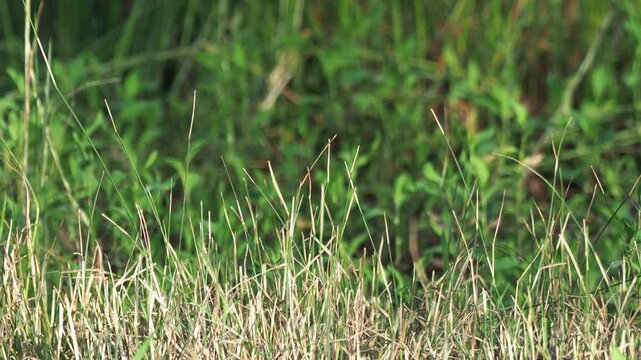 Juvenile great spotted woodpecker (Dendrocopos major) on the ground near a natural forest pond