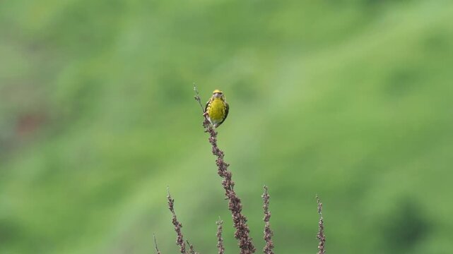 A male European serin (Serinus serinus) singing from the top of a plant before taking flight