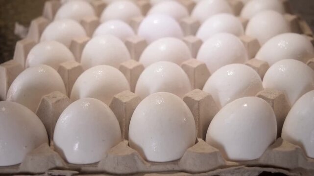Slowly rotating a large light overhead a large beige carton of eggs in a dimly lit kitchen to check the eggs for cracks or leaks hidden from view.