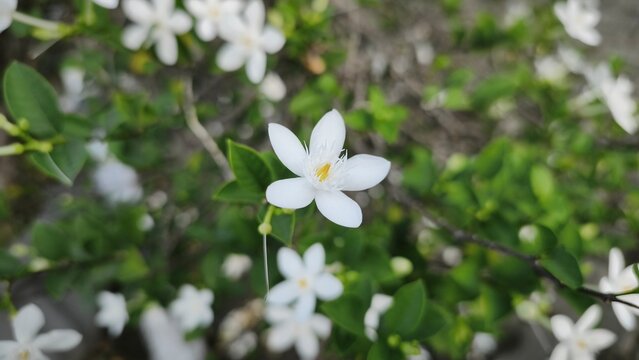 Close up and selective focus of Melati Crape or Tabernaemontana divaricata or commonly called pinwheel flower, crape jasmine