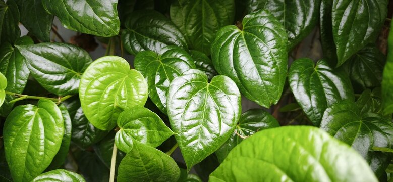 Close up of fresh green Betel leaves or Piper betle growing in the garden. Traditional herbal medicine and tropical plant foliage background.