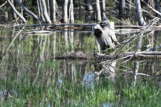 Water in the Woods
