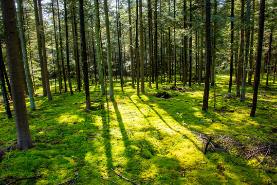 Pine Forest with Mossy Carpet