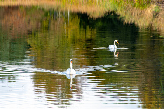 Mute Swans on a Lake