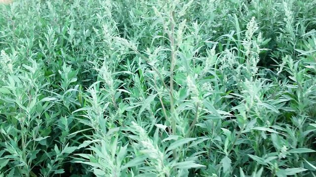 Common Lambsquarters Growing in an Overgrown Garden and Agricultural Field, Invasive Green Weed with Dense Foliage, Wild Plant Colonizing Untended Land, Natural Outdoor Close Up