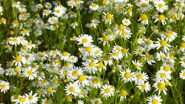 Chamomile. White daisy flowers. Gentle breeze flows through field of white daisies, natural summer background, 4k video