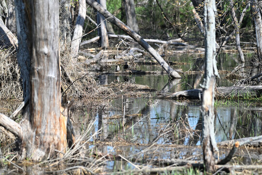 Water in the Woods