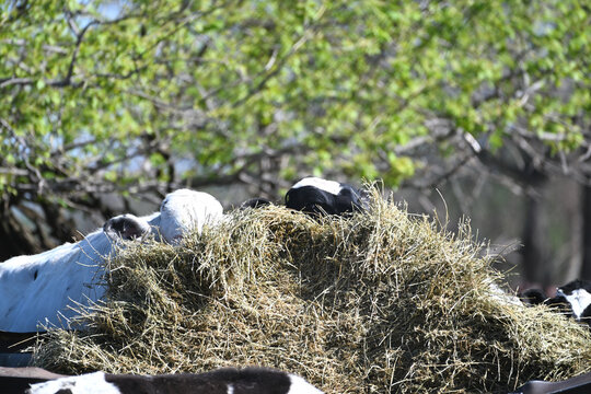Cows Behind the Hay