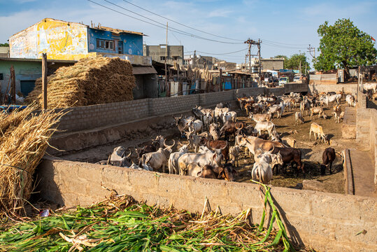 Large enclosure with a herd of zebu and cattle in an animal shelter