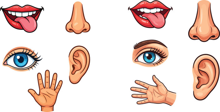 Human sensory organ set including eye ear nose hand and mouth cartoon style educational illustration with education learning illustration physiology features expression physical biomedical