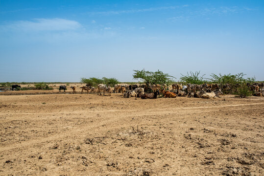 Herd of cattle and zebu resting under shrubs in the Kutch desert