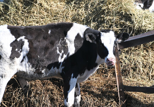Cow by the Hay Feeder