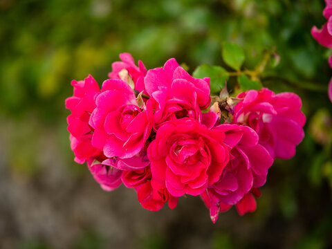 A bunch of pink flowers are in a garden. The flowers are in full bloom and are very pretty