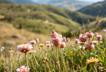 Obraz premium Panoramic view of wildflowers blooming on hillside in sunlight