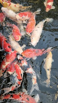 Beautiful colorful Koi Fish Swimming in Clear Pond when feeding