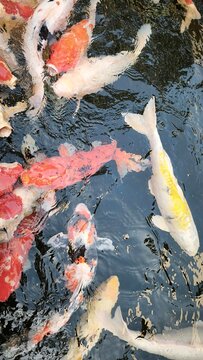 Beautiful colorful Koi Fish Swimming in Clear Pond when feeding