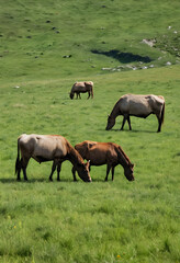 Fototapeta premium Four grazing cows in a green meadow