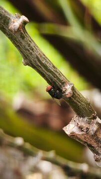 Close-up of Colony Green Fly Resting on wood trunk and leaf