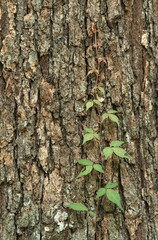 Fototapeta premium Poison Ivy Vine Climbing Tree Trunk in Tennessee Woodland