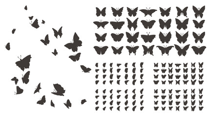 Fototapeta premium Butterflies are flying and dispersing in various directions outdoors in nature