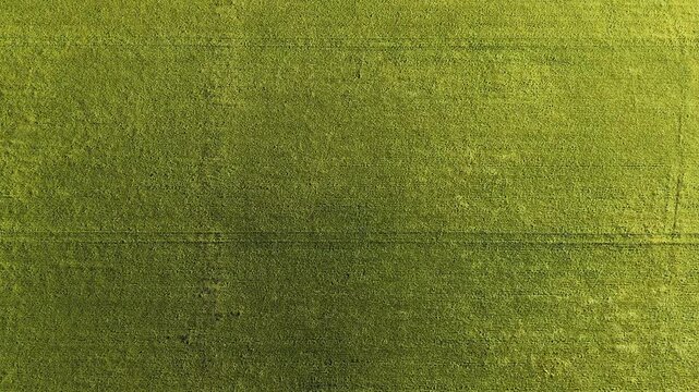 green grass texture