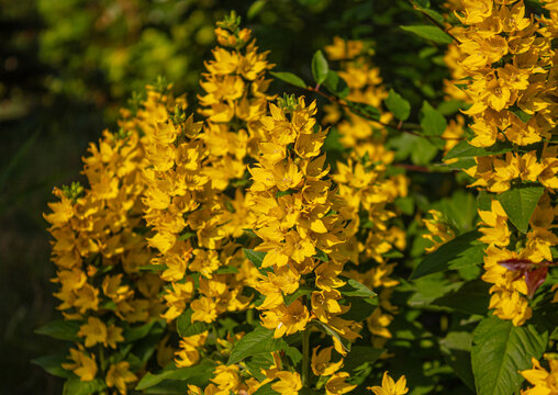 Bright yellow loosestrife flowers (Lysimachia punctata) blooming in a lush summer garden. Beautiful floral background for gardening, landscaping, botanical, and nature themes.