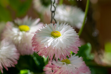 Bellis perennis double white pink pompon flowers blooming in spring garden © Iva