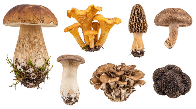 Collection of Various Edible Wild Mushrooms on White Background