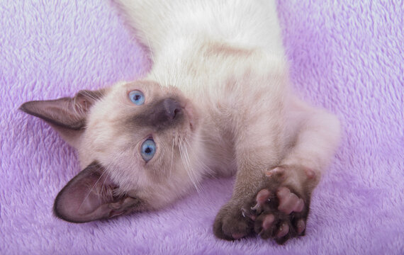 Closeup of an adorable Siamese kitten on a light purple blanket