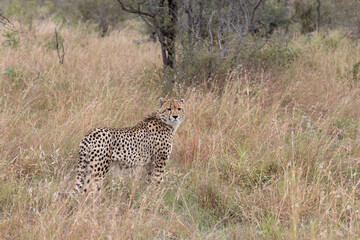 Naklejka premium Wild Cheetah Standing in Tall Grass Looking Back at Camera in Sabi Sands Game Reserve, South Africa