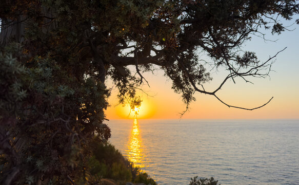 Tamarix Tree silhouette at golden sunset on Aegean Coast of Ikaria Island in Greece