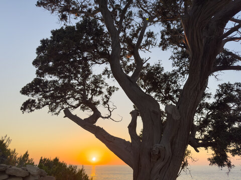 Tamarix Tree silhouette at golden sunset on Aegean Coast of Ikaria Island in Greece