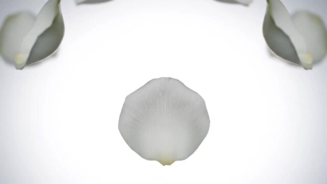 Abstract Kaleidoscope Pattern of White Rose Petals