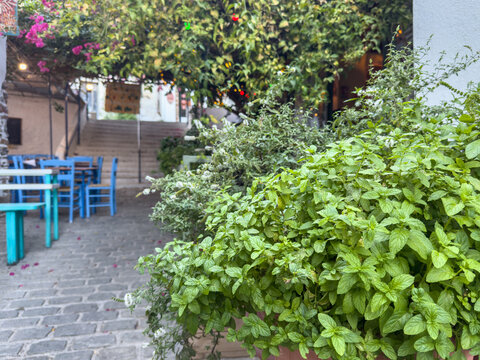 Lush mint herbs beside blue cafe tables in a shaded Agios Kirikos taverna garden courtyard. Ikaria island, Greece.
