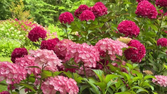 Beautiful red pink hydrangea flowers blooming 