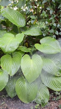 The green, wide, beautiful leaves of a hosta plant are watered and washed with water from a spray gun. Watering plants in summer with a garden hose. Gardening concept.