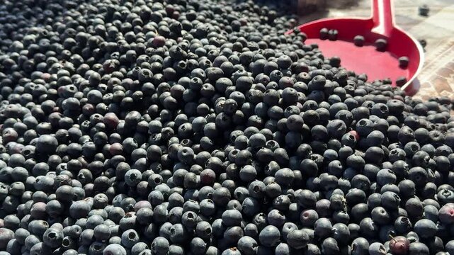 blueberries at the market. Fresh blueberry background, texture blueberry berries close up, macro shot. 