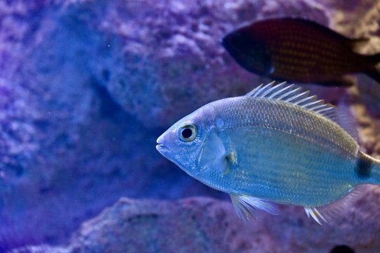 Side view shot of a saddled seabream Oblada melanura swimming under aquarium water
