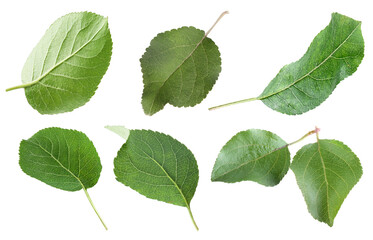 Fototapeta premium Vibrant green apple leaves isolated on white, set