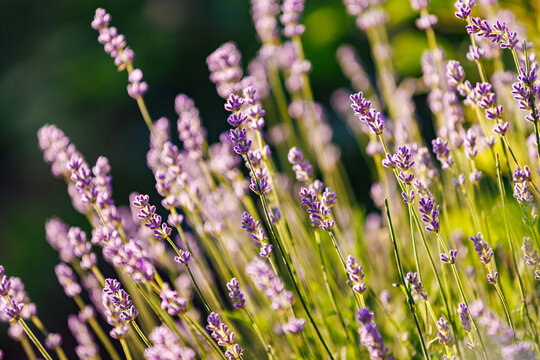 Purple lavender flowers blooming in a field under warm golden hour light.