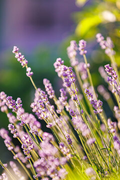 Beautiful purple lavender flowers blooming under warm golden hour sunlight.