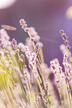 Close-up of lavender stalks with sunlit spider web diffracting light in a garden.