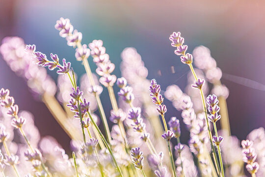 Backlit close-up of individual lavender stalks in a sunlit field with soft bokeh background.