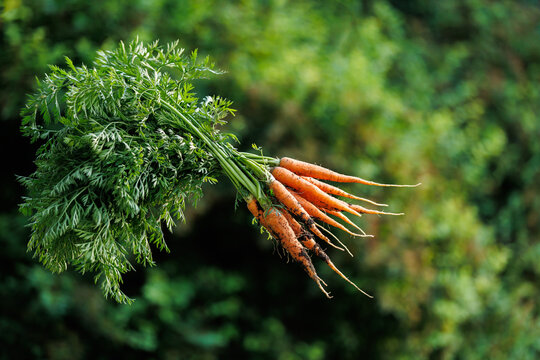 Freshly harvested bunch of young carrots with green tops on blurred nature background.