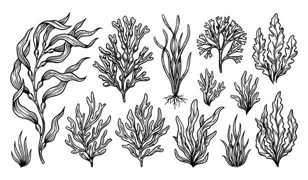 Hand Drawn Seaweed and Marine Plant Sketch Collection