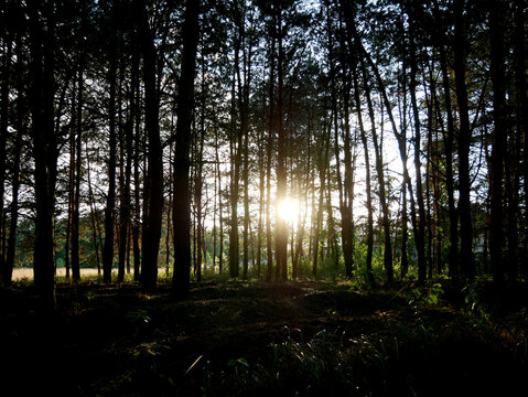 Sunlight streams through the dense, dark silhouettes of pine trees. The light creates a bright glow in the distance, illuminating the forest floor.