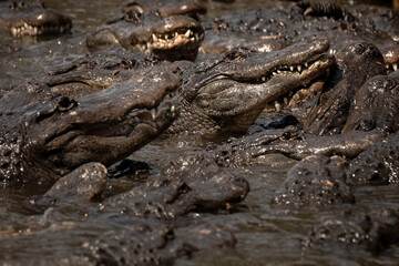 Fototapeta premium American alligators and crocodiles snapping their large jaws open to catch food with splashes of water during an active reptile feeding presentation, showcasing powerful wild predator behavior.