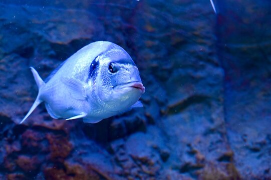 Horizontal close-up shot of a gilthead seabream swimming in blue aquarium water